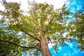 How Our Tree Care Process Works  in  Long Creek, IL