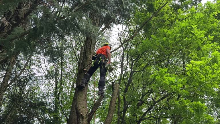 Seasonal Cleanup (Spring/Fall) in Long Creek, IL